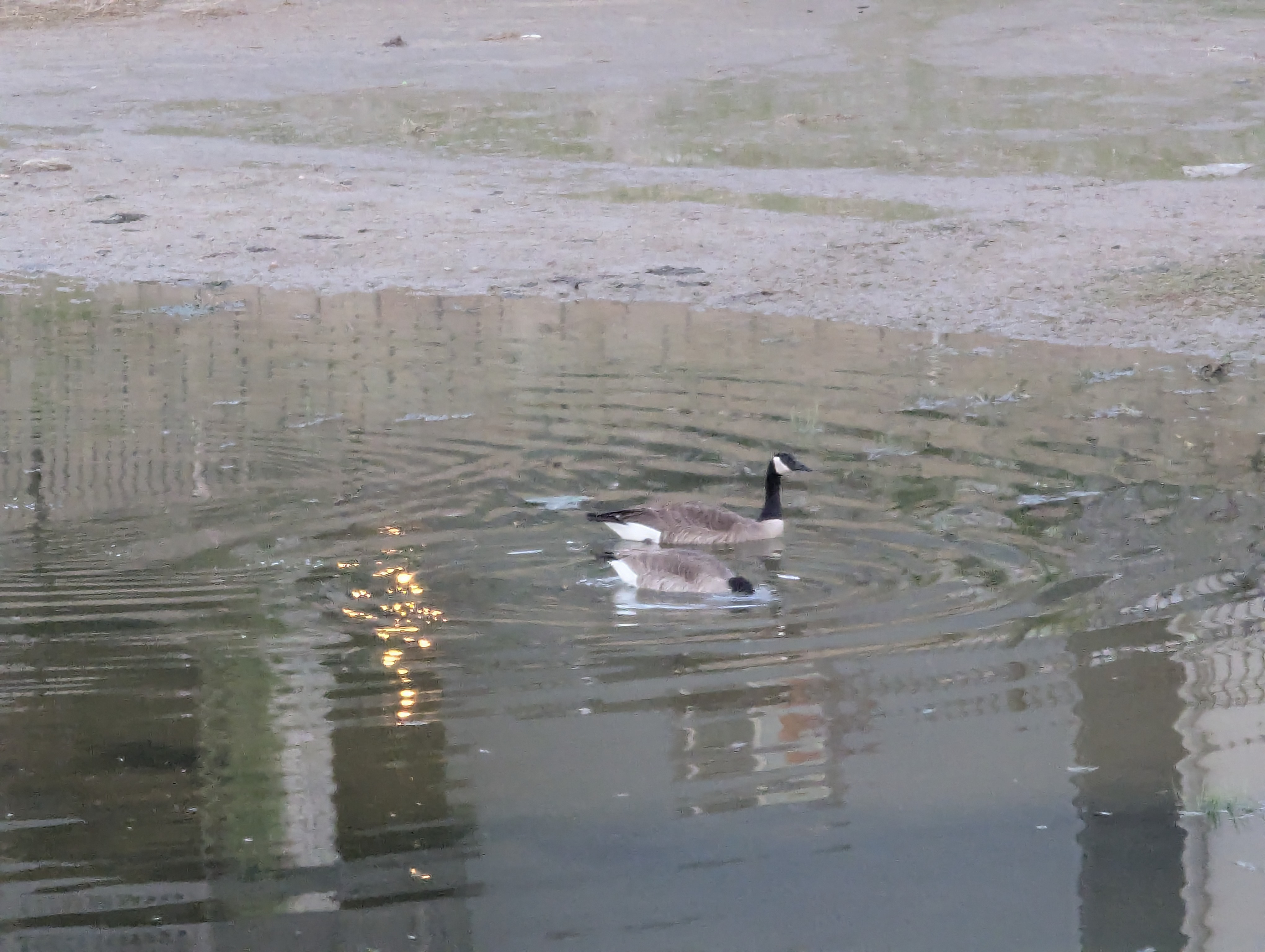 Garden, Flowers, Morrison, Colorado